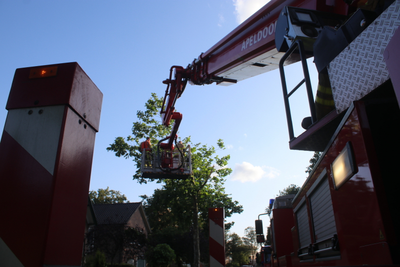 Boom deels verwijderd door stormschade