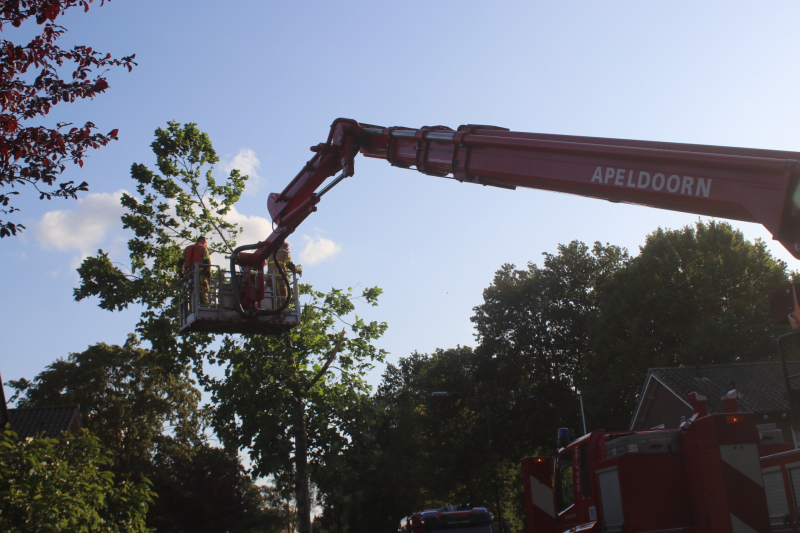 Boom deels verwijderd door stormschade