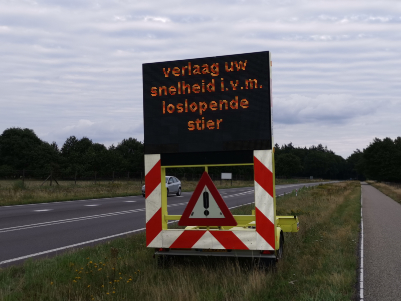 Weggebruikers worden gewaarschuwd voor loslopende stier