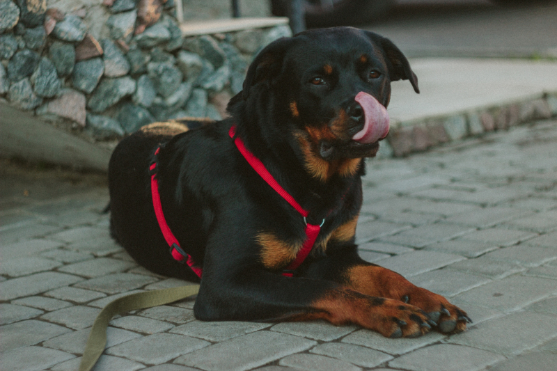 Rottweiler valt kinderen aan