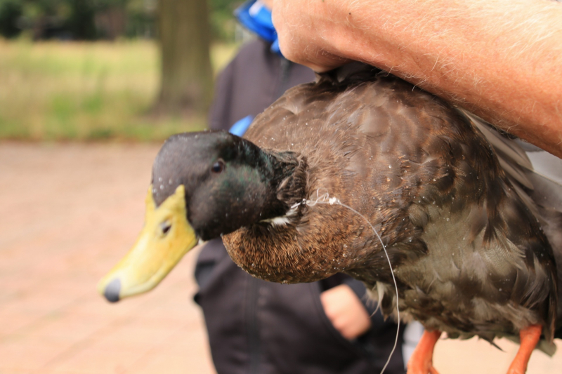 Jeugd helpt dierenambulance met redden van eend