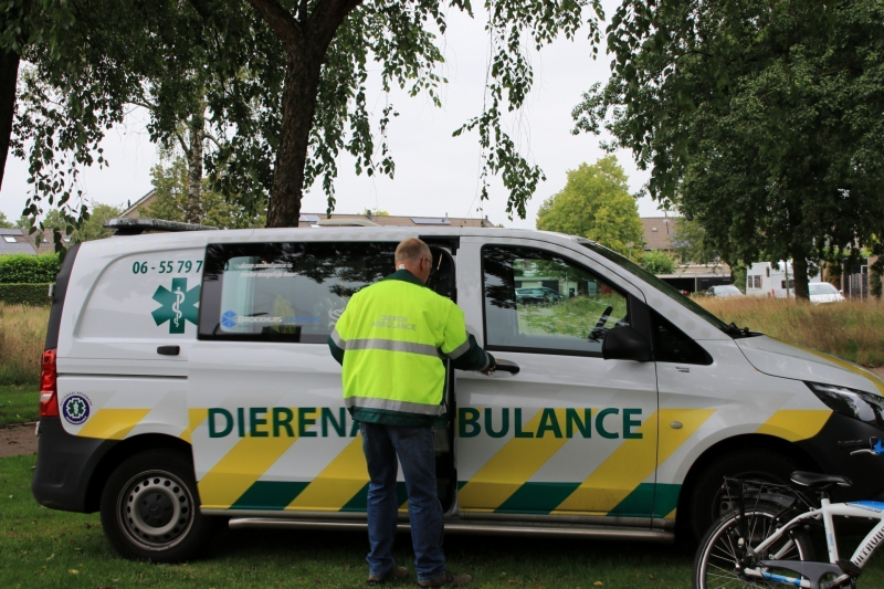 Jeugd helpt dierenambulance met redden van eend