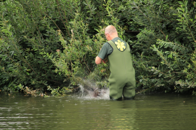 Jeugd helpt dierenambulance met redden van eend
