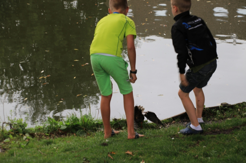 Jeugd helpt dierenambulance met redden van eend