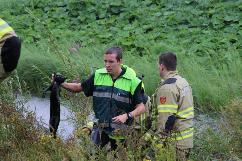 Kat gered uit water