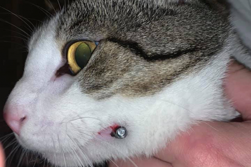 Kat met luchtbuks in keel geschoten