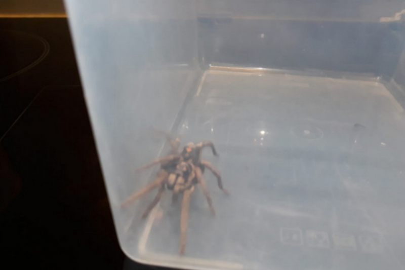 Vakantieganger neemt Taratula spin mee uit Colombia