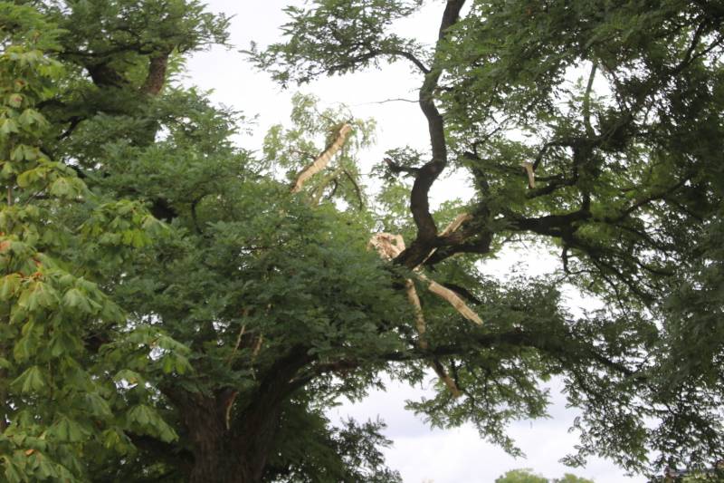 Brandweer uitgerukt voor loshangende takken