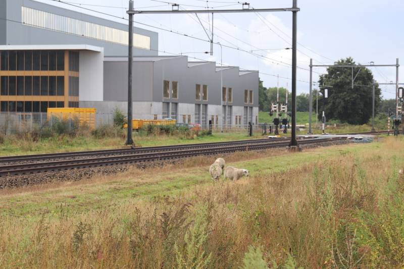 Grote kudde schapen langs het spoor