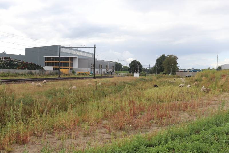 Grote kudde schapen langs het spoor