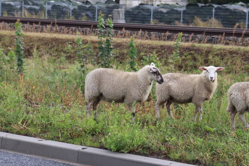 Grote kudde schapen langs het spoor