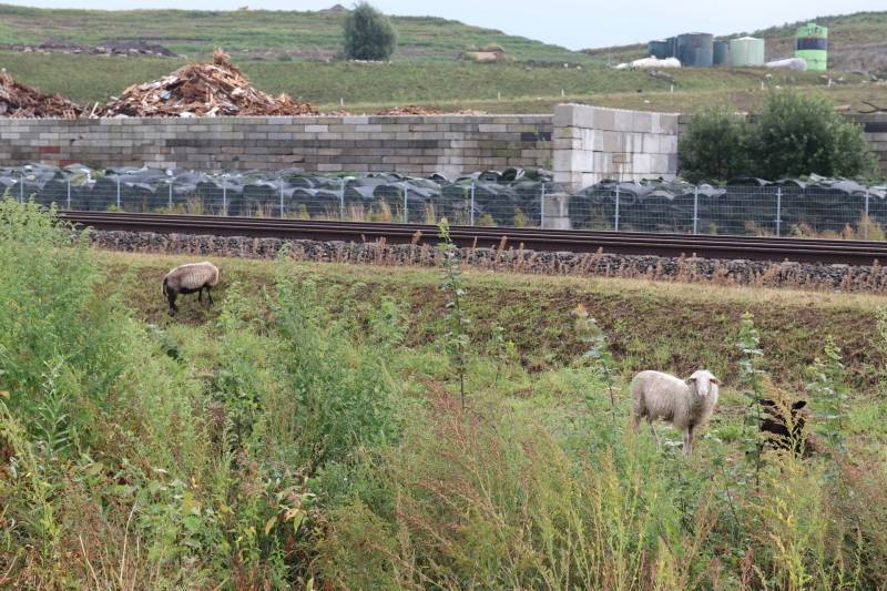Grote kudde schapen langs het spoor