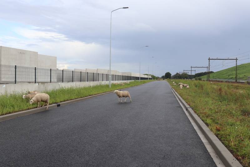 Grote kudde schapen langs het spoor