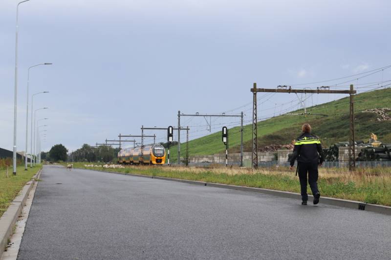Grote kudde schapen langs het spoor