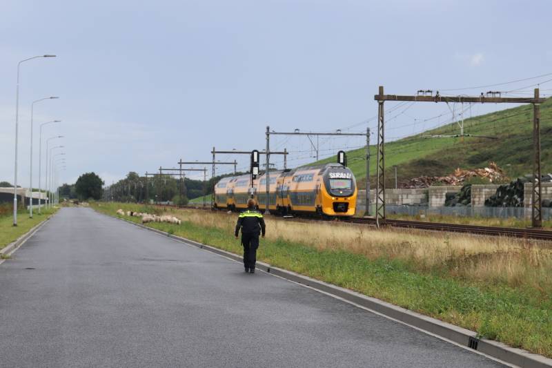 Grote kudde schapen langs het spoor