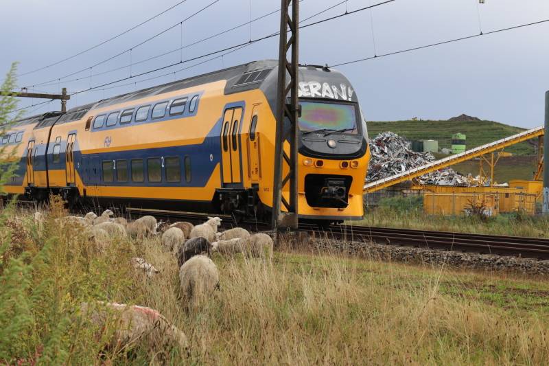 Grote kudde schapen langs het spoor
