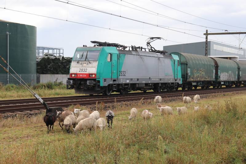 Grote kudde schapen langs het spoor