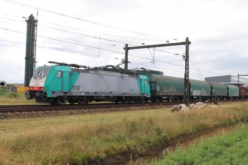 Grote kudde schapen langs het spoor