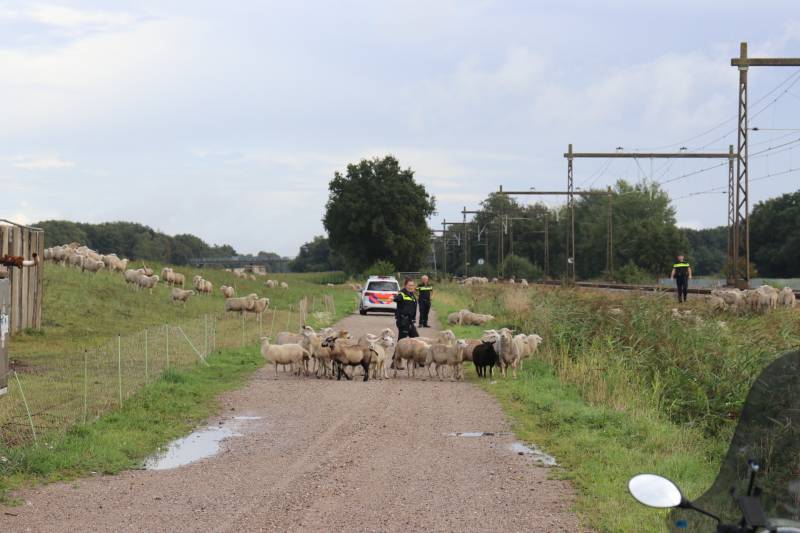Grote kudde schapen langs het spoor