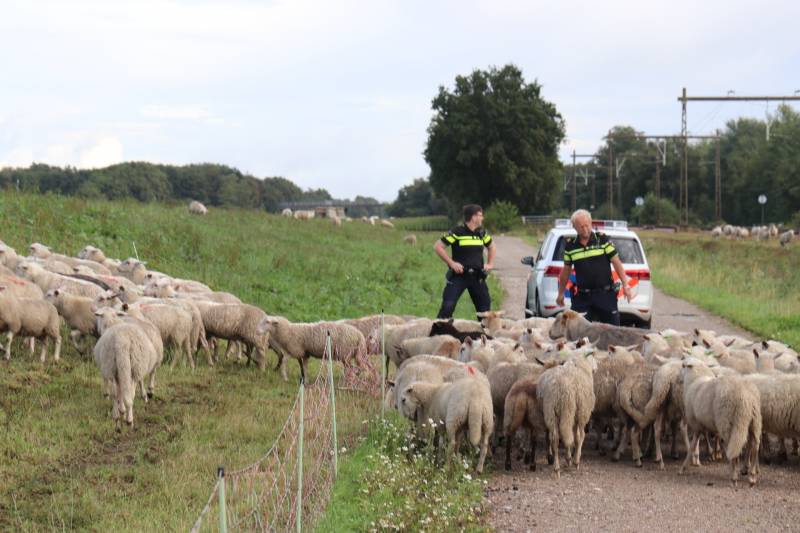 Grote kudde schapen langs het spoor