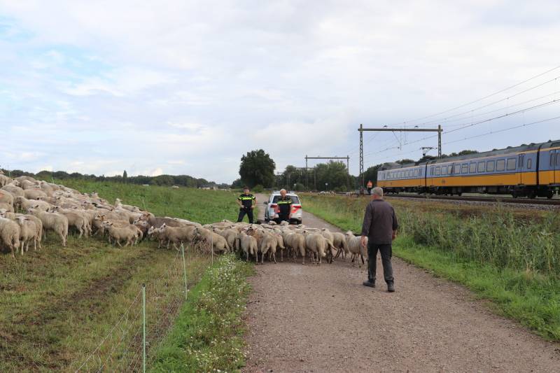 Grote kudde schapen langs het spoor