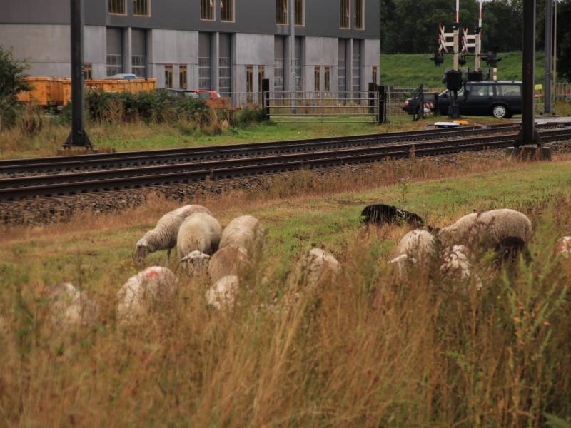 Grote kudde schapen langs het spoor