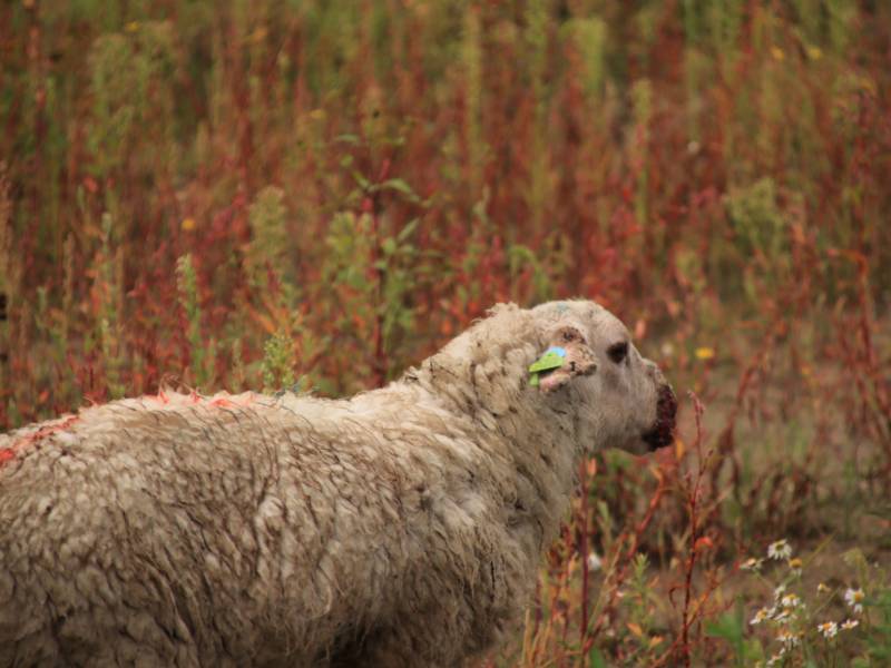 Grote kudde schapen langs het spoor