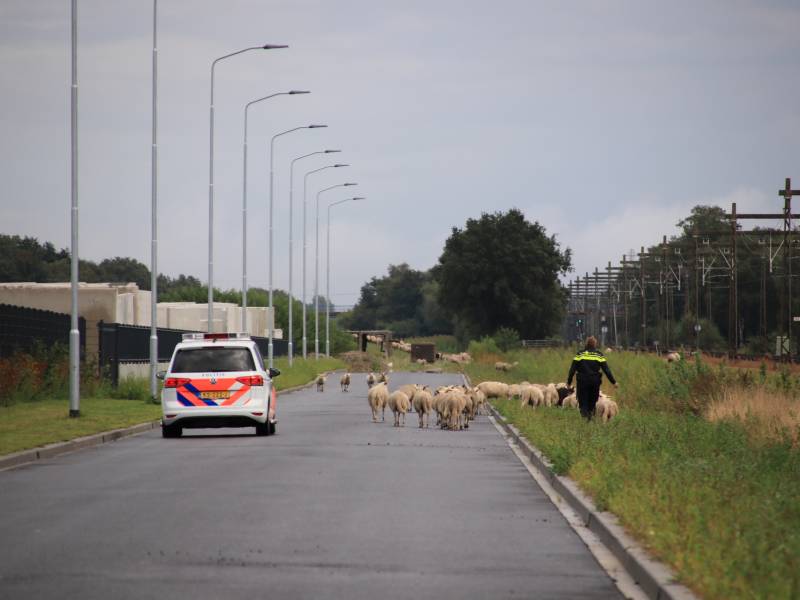 Grote kudde schapen langs het spoor