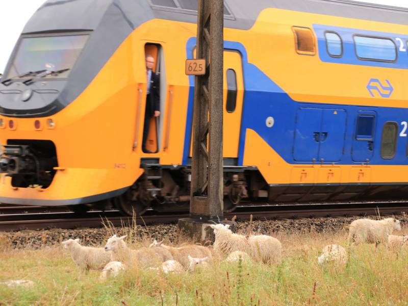 Grote kudde schapen langs het spoor