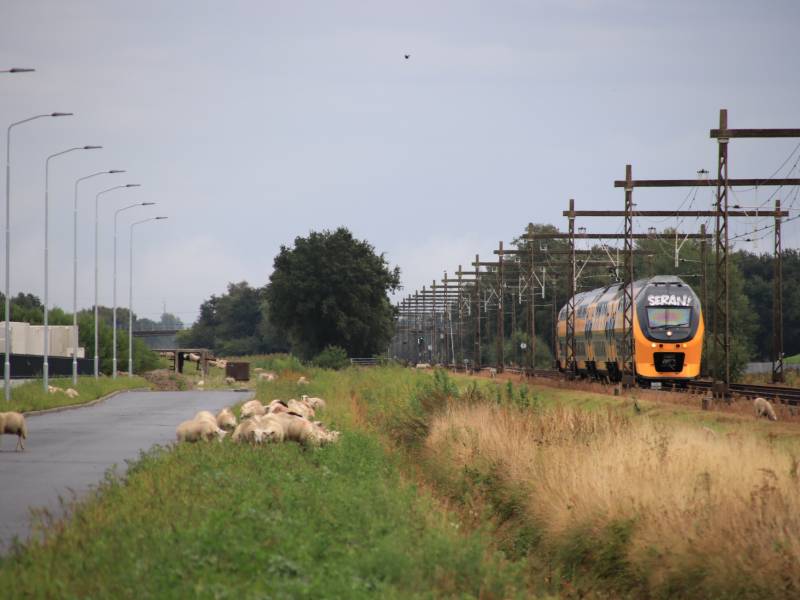 Grote kudde schapen langs het spoor