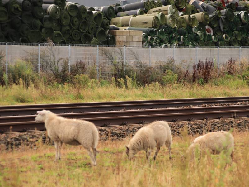 Grote kudde schapen langs het spoor