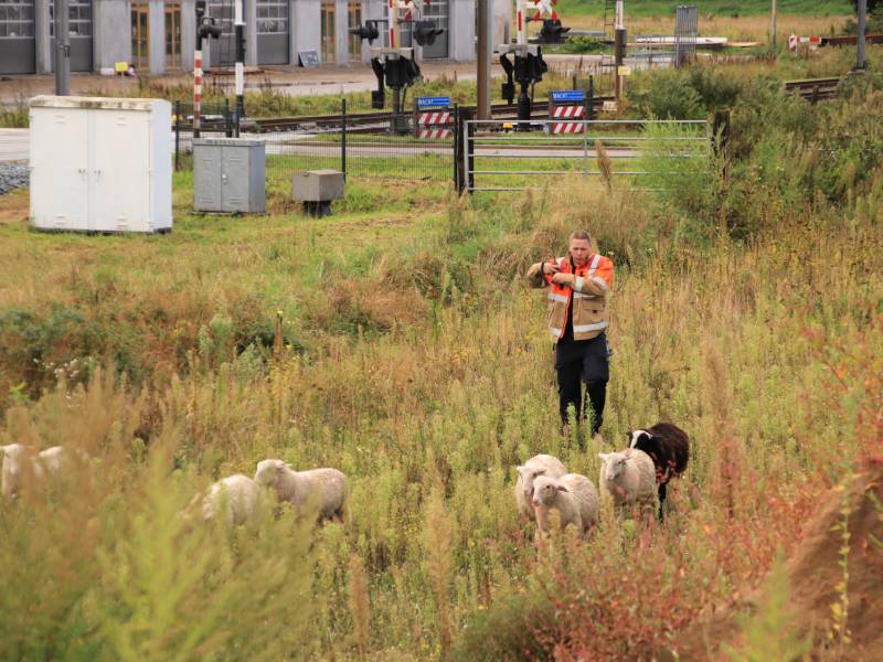 Grote kudde schapen langs het spoor
