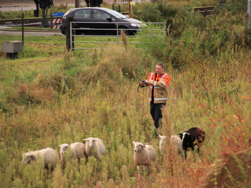 Grote kudde schapen langs het spoor