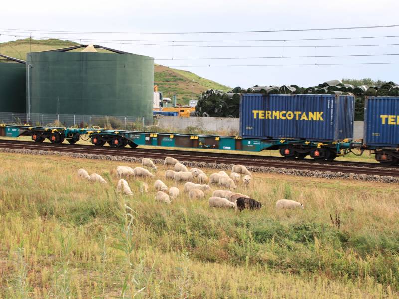 Grote kudde schapen langs het spoor