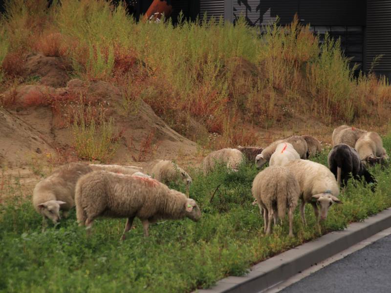 Grote kudde schapen langs het spoor