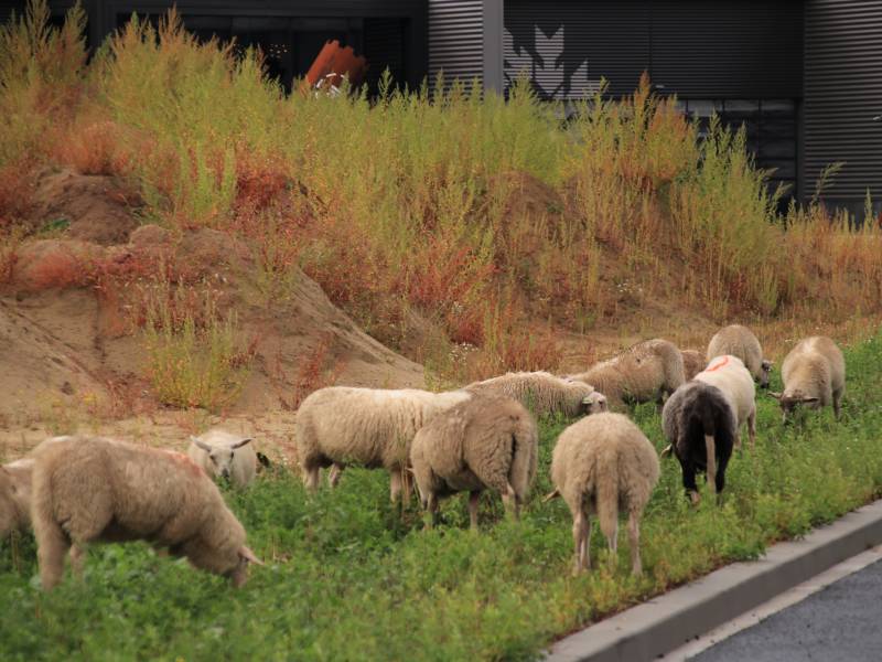 Grote kudde schapen langs het spoor