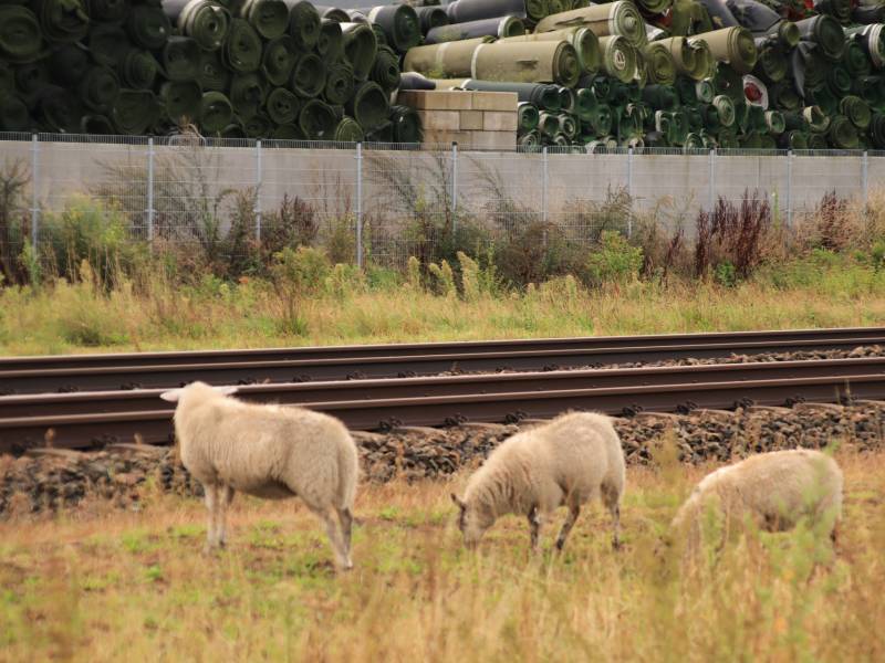 Grote kudde schapen langs het spoor