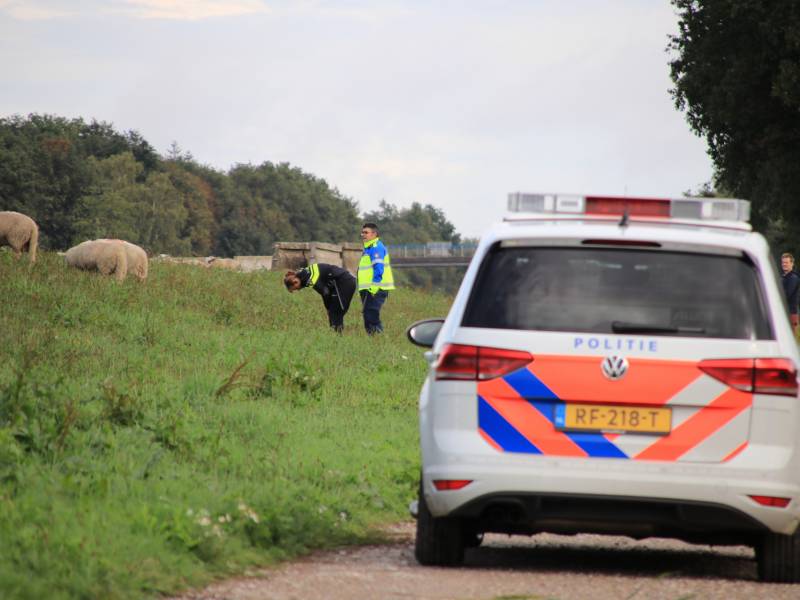 Grote kudde schapen langs het spoor