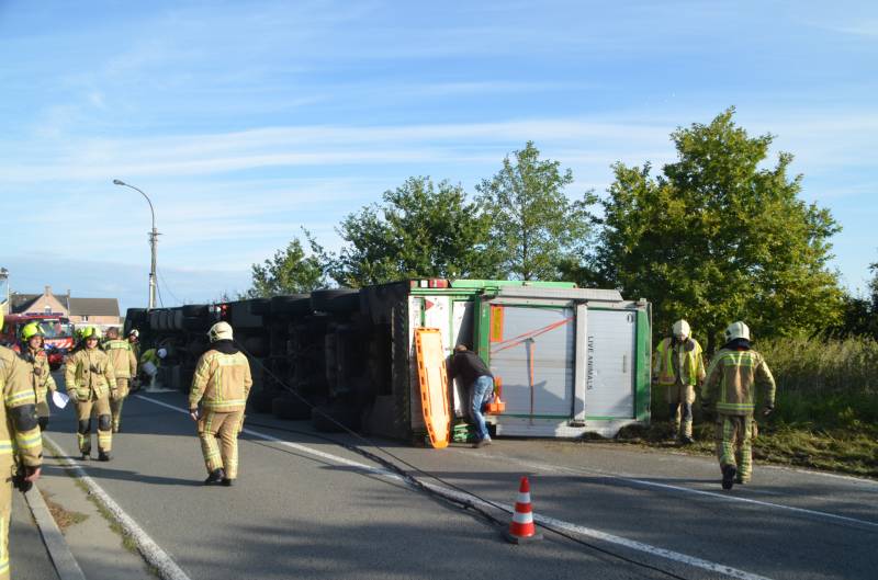 Vrachtwagen met biggen gekanteld