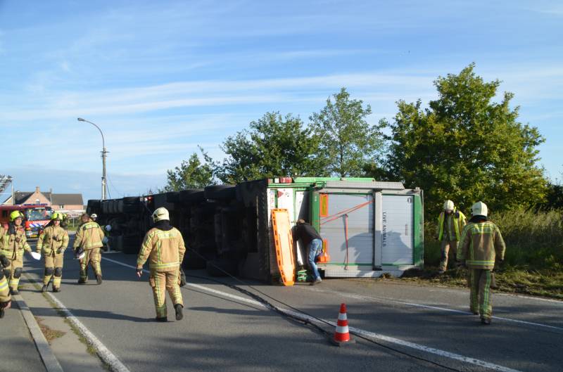 Vrachtwagen met biggen gekanteld