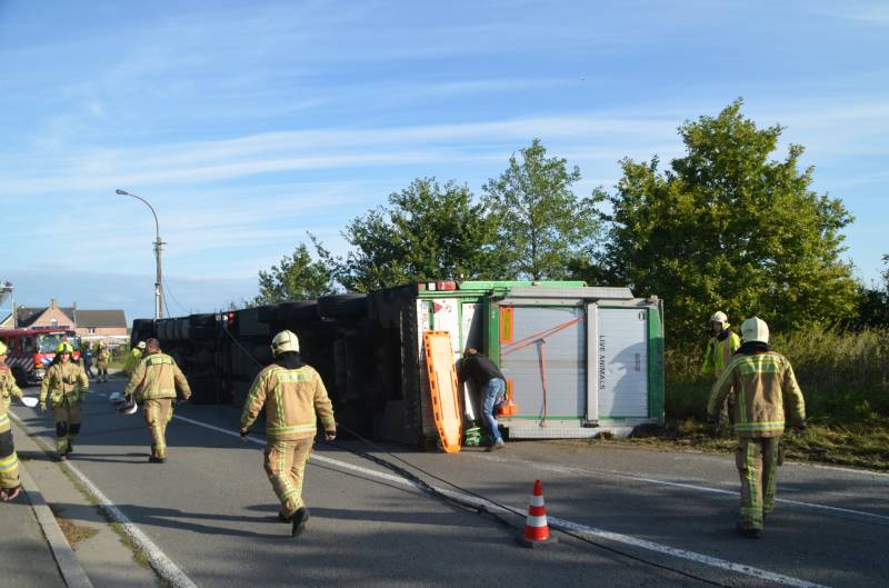 Vrachtwagen met biggen gekanteld