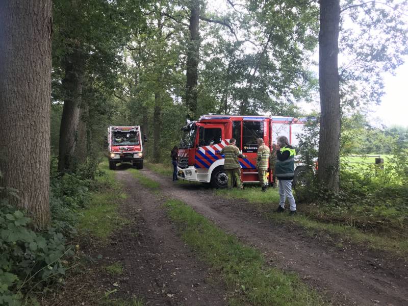 Loslopende varkens zorgen voor gevaarlijke situatie