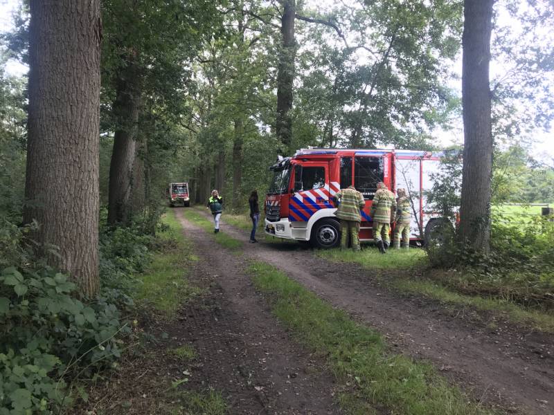 Loslopende varkens zorgen voor gevaarlijke situatie
