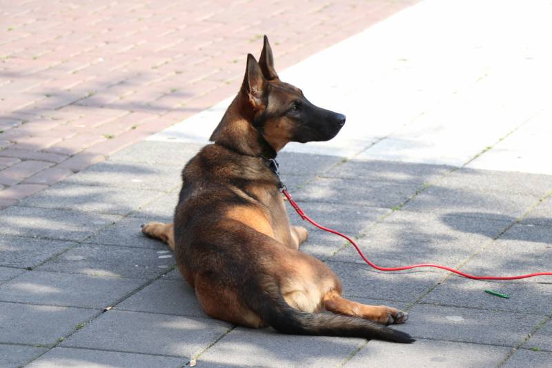 Politie onderzoekt schietpartij WC Alexandrium