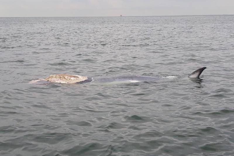 Dode vinvis aangespoeld op strand