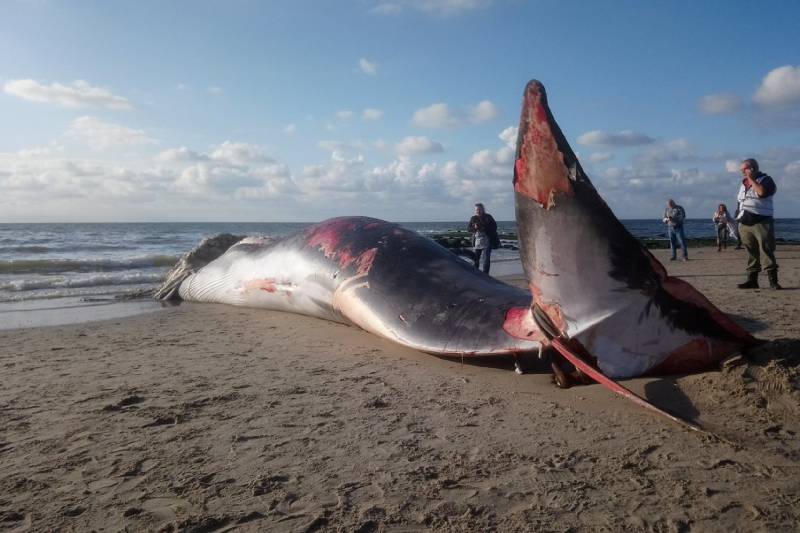 Dode vinvis aangespoeld op strand