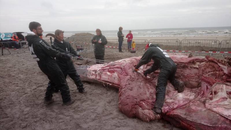 Dode vinvis aangespoeld op strand