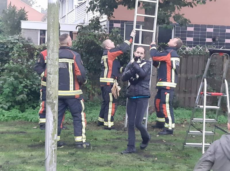 Vermiste kat uit boom bevrijd