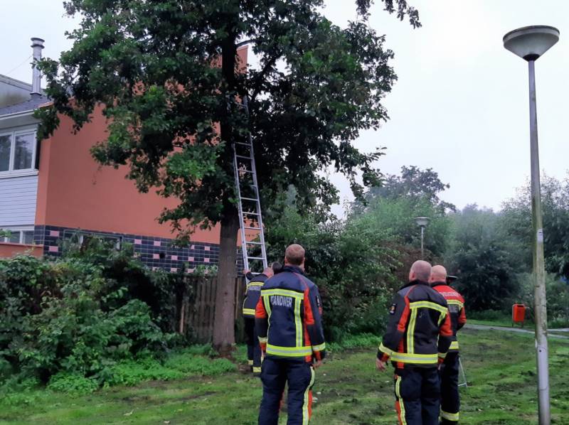 Vermiste kat uit boom bevrijd