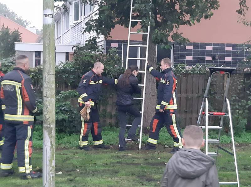 Vermiste kat uit boom bevrijd